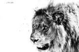 Vumbura - Male Lion at Kill